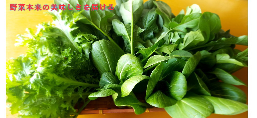 栄養価の高い野菜を目指して