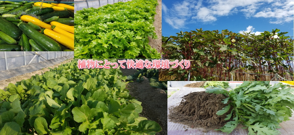 美味しい安全な野菜を目指して